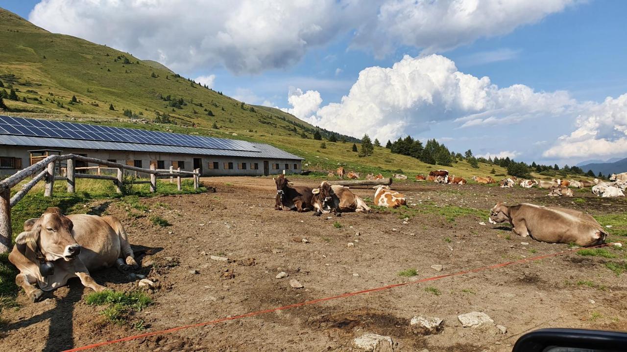 Marmot Apartment Dimaro Bagian luar foto